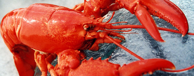 lobster header